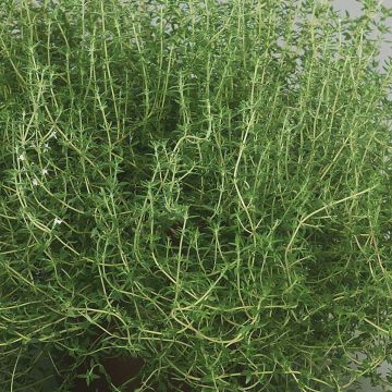 Thymus vulgaris Fragrantissimum - Orange Thyme