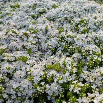 Thymus praecox Albiflorus - Thyme