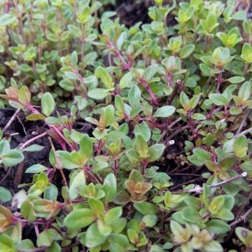 Thymus serpyllum - Wild Thyme