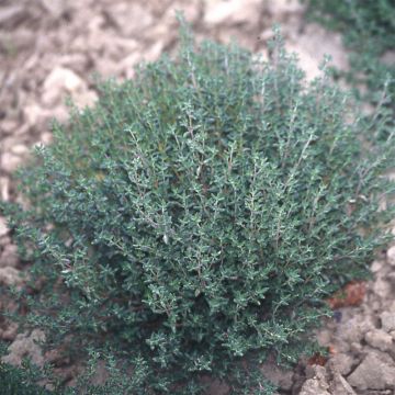 Thymus vulgaris Winter - Common Thyme in plants