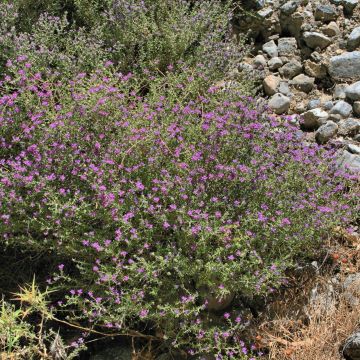 Thymus capitatus - Thyme