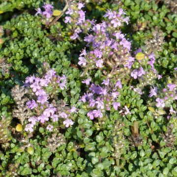 Thymus hirsutus - Thyme