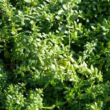 Thymus longicaulis - Thyme