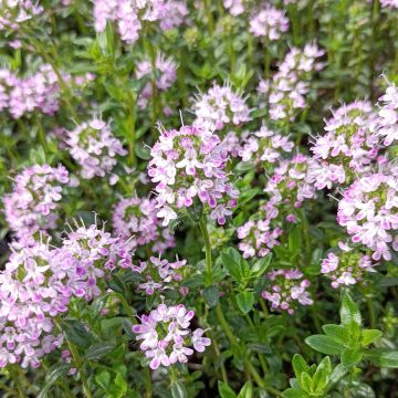 Thymus nitens - Thyme