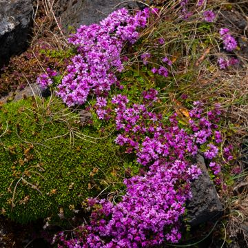 Thymus praecox Bressingham - Thyme