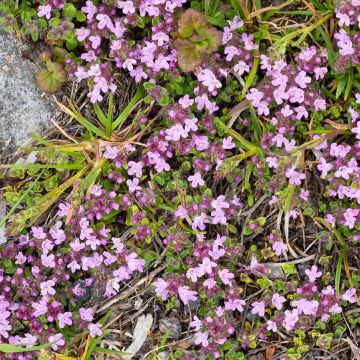 Thymus praecox Minor - Thyme