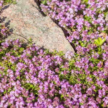 Thymus praecox Red Carpet - Thyme