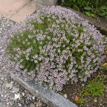 Thymus vulgaris Compactus - Winter Thyme