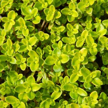 Thymus vulgaris Golden - Golden Thyme