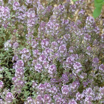 Thymus vulgaris Silver Posie - Silver Thyme