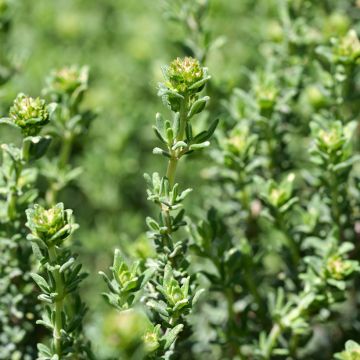 Rose-scented thyme in plant form