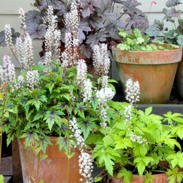 Tiarella  Angel Wings 'Gowing' (Fox Series)