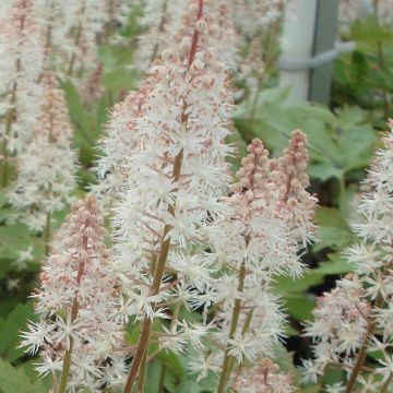 Tiarella Pink Skyrocket