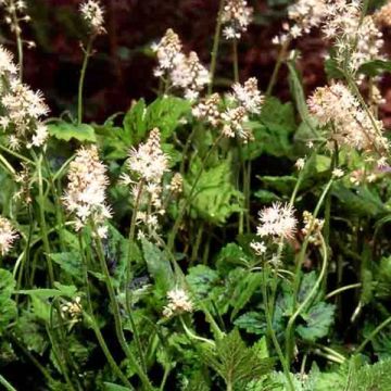 Tiarella  Running Tiger