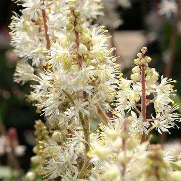 Tiarella cordifolia Brandywine