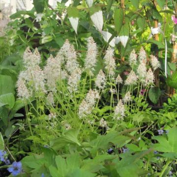 Tiarella cordifolia Moorgrun