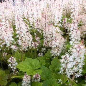 Tiarella  Tiger Stripe