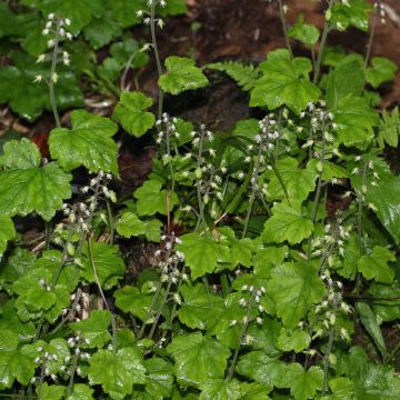 Tiarella polyphylla 