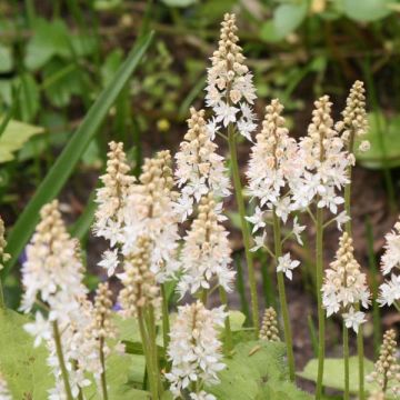 Tiarella cordifolia