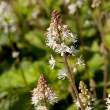 Tiarella wherryi 