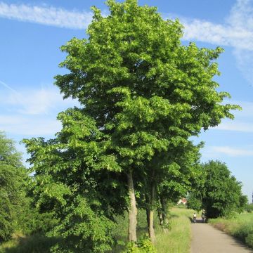 Tilia cordata - Lime