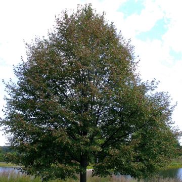 Tilia cordata Greenspire - Lime