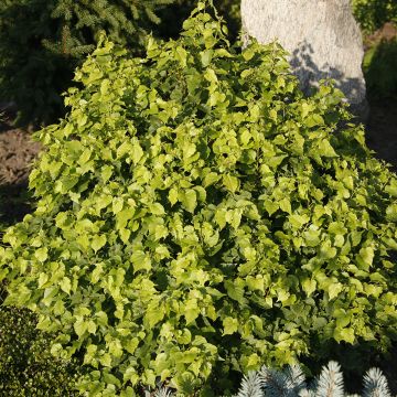 Tilia cordata Monto - Lime