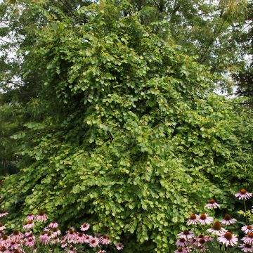 Tilia cordata Kronenberg - Lime