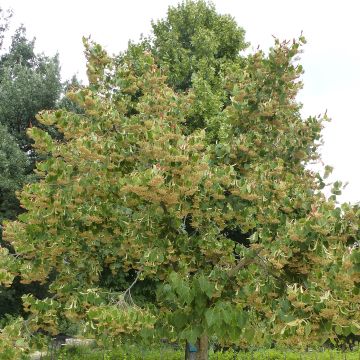 Tilia henryana - Lime