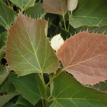 Tilia henryana Arnold Select - Lime