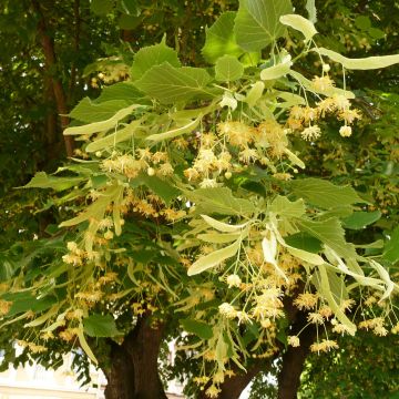 Tilia platyphyllos Rubra - Lime