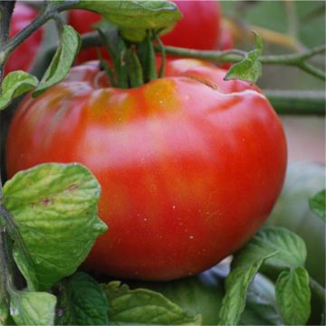 Tomato Altaisky Bio - Ferme de Sainte Marthe seeds