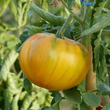 Tomato Ananas Pineapple Plants