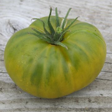Tomato Aunt Ruby's German Green - Ferme de Sainte Marthe seeds