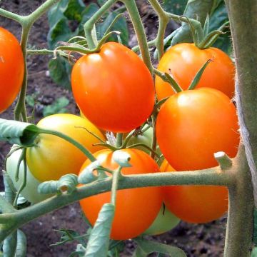 Tomato Auriga Bio - Ferme de Sainte Marthe seeds