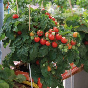 Tomato Pendulina Red in plants