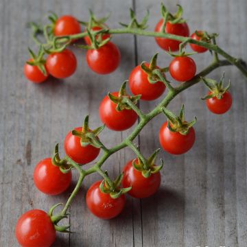 Tomato Barbaniaka - Ferme de Sainte Marthe seeds
