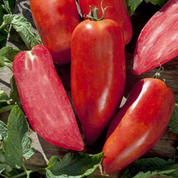 Tomato Bellandine F1 Plants