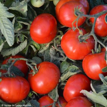 Solanum lycopersicum 'Betalux'