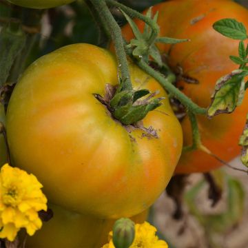 Tomato Big Rainbow - Ferme de Sainte Marthe seeds