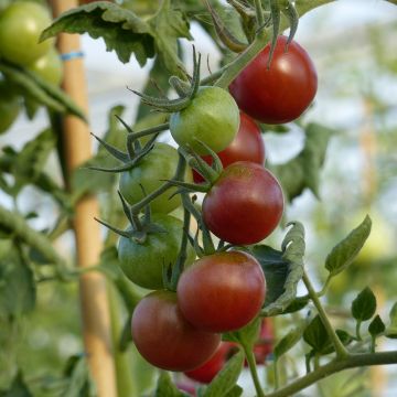 Black Cherry Tomato Seeds