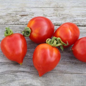Tomato Borgo Celano - Ferme de Sainte Marthe seeds