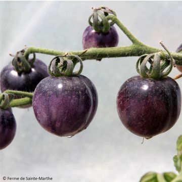 Solanum lycopersicum 'Bosque Blue'