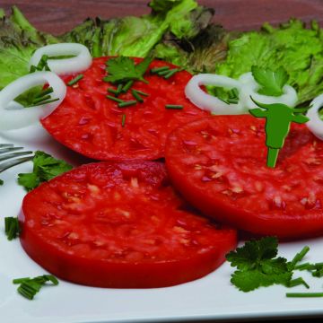 Tomato Buffalo Steak F1 Plants