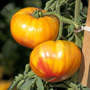 Tomato Buffalo Sun