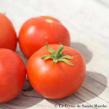 Buissonnante Organic Tomato Seeds - Ferme de Sainte Marthe seeds