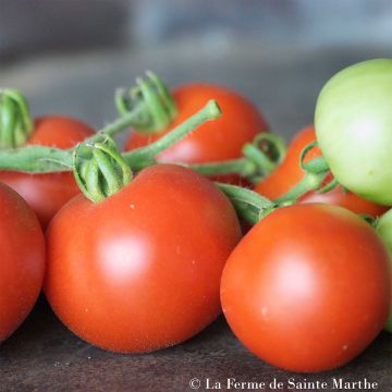 Tomato Organic Red Casaque Tomato - Ferme de Sainte Marthe seeds