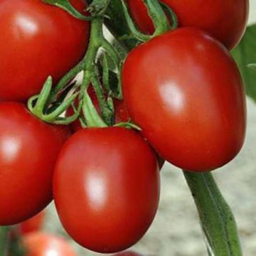Tomato Cencara F1 Plants