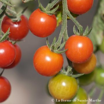 Tomato Lylia Cherry Tomato - Ferme de Sainte Marthe seeds