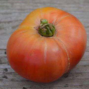 Cherokee Purple Organic Tomato - Ferme de Sainte Marthe seeds